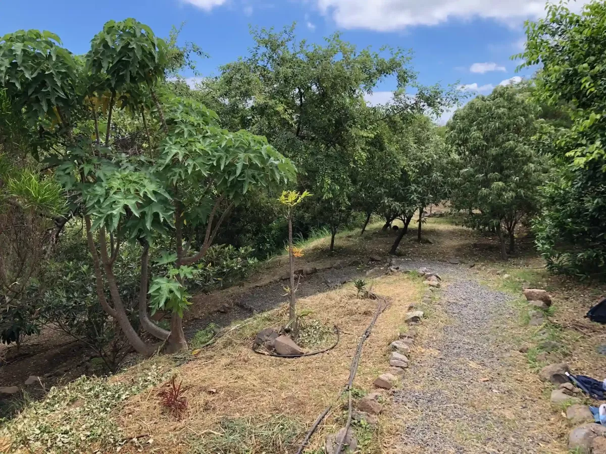 Allée de graviers au milieu d'une végétation tropicale luxuriante dans un arboretum conservatoire à La Réunion, illustrant le lieu de mise en collection ex situ d'espèces végétales menacées (Projet VIA DAUPI)