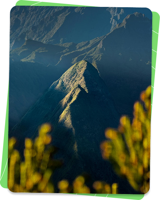 Forêt tropicale de La Réunion