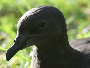 Allée de graviers au milieu d'une végétation tropicale luxuriante dans un arboretum conservatoire à La Réunion, illustrant le lieu de mise en collection ex situ d'espèces végétales menacées (Projet VIA DAUPI)
