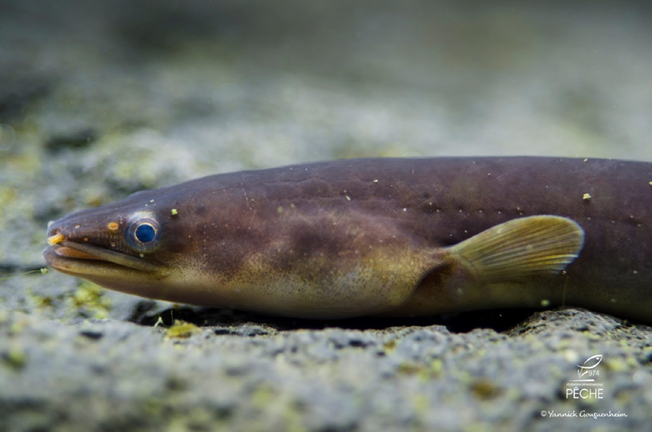 Allée de graviers au milieu d'une végétation tropicale luxuriante dans un arboretum conservatoire à La Réunion, illustrant le lieu de mise en collection ex situ d'espèces végétales menacées (Projet VIA DAUPI)